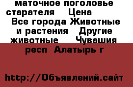 маточное поголовье старателя  › Цена ­ 2 300 - Все города Животные и растения » Другие животные   . Чувашия респ.,Алатырь г.